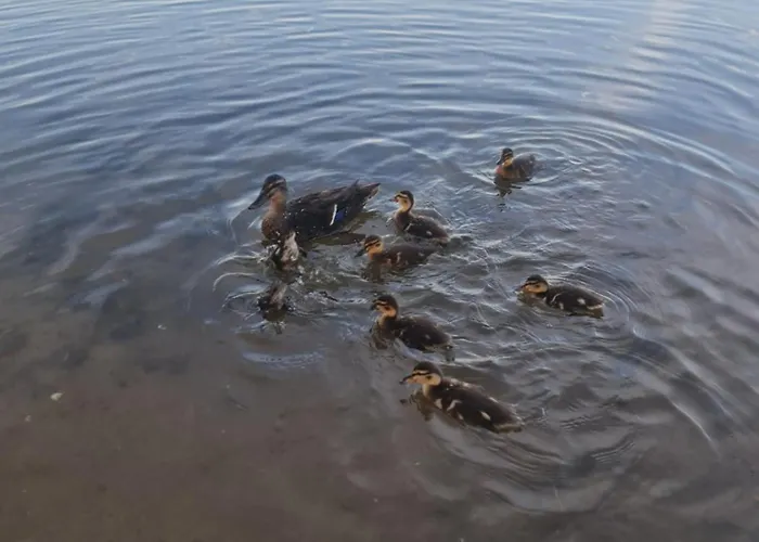 아파트 Am See-2 *